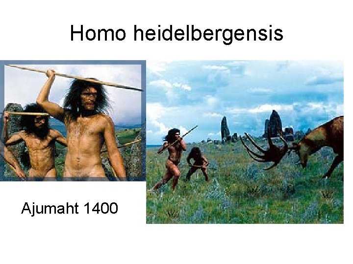 Homo heidelbergensis Ajumaht 1400 