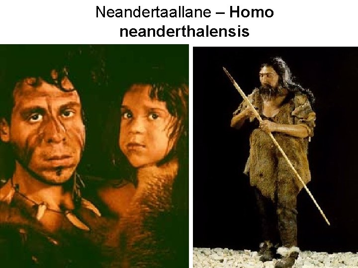 Neandertaallane – Homo neanderthalensis 