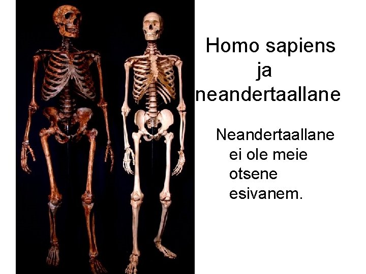  Homo sapiens ja neandertaallane Neandertaallane ei ole meie otsene esivanem. 