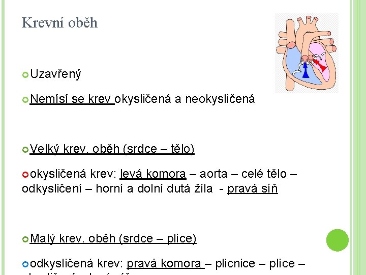 Krevní oběh Uzavřený Nemísí Velký se krev okysličená a neokysličená krev. oběh (srdce –