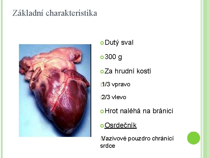 Základní charakteristika Dutý 300 Za sval g hrudní kostí � 1/3 vpravo � 2/3