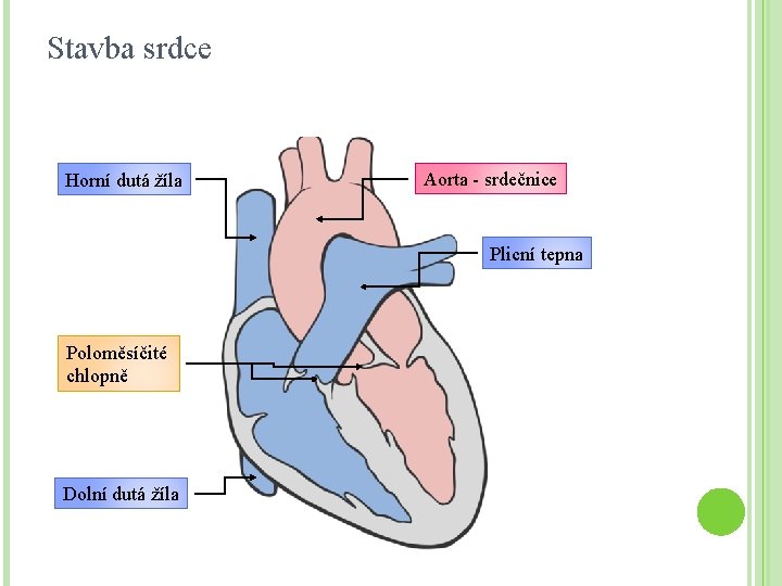 Stavba srdce Horní dutá žíla Aorta - srdečnice Plicní tepna Poloměsíčité chlopně Dolní dutá