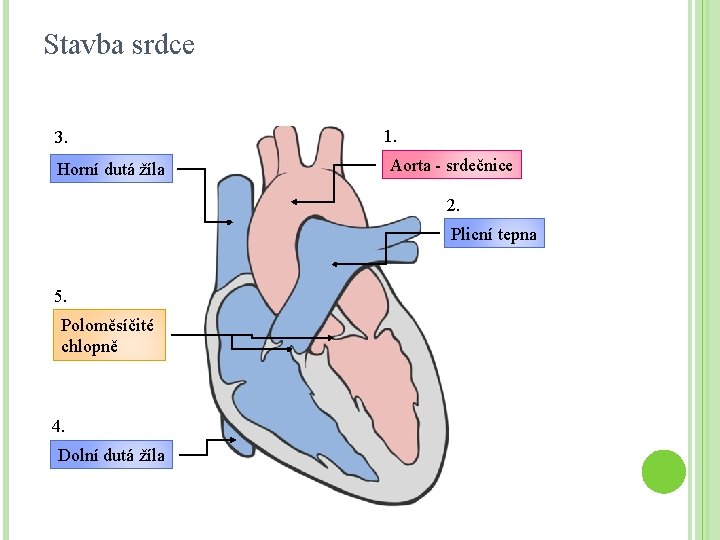 Stavba srdce 3. Horní dutá žíla 1. Aorta - srdečnice 2. Plicní tepna 5.