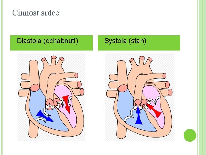 Činnost srdce Diastola (ochabnutí) Systola (stah) 