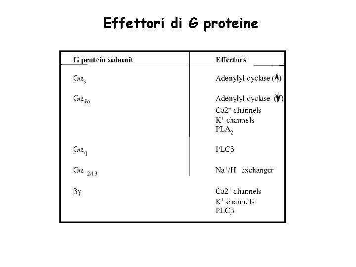Effettori di G proteine 