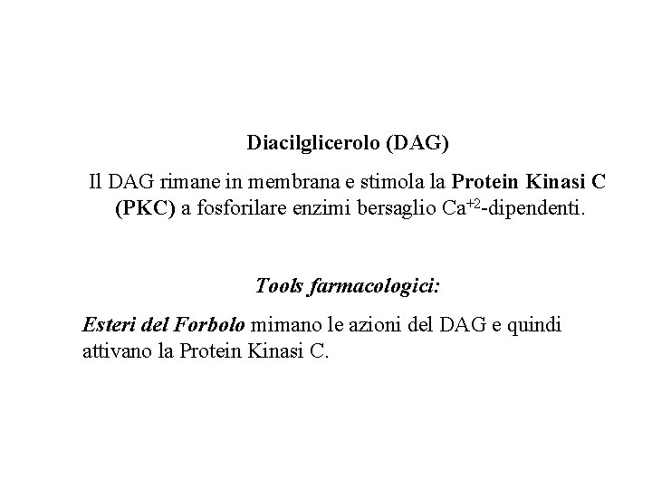 Diacilglicerolo (DAG) Il DAG rimane in membrana e stimola la Protein Kinasi C (PKC)