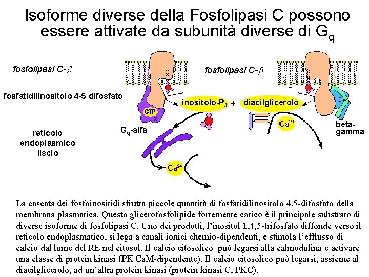 Isoforme diverse della Fosfolipasi C possono essere attivate da subunità diverse di Gq fosfolipasi