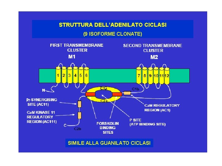 STRUTTURA DELL’ADENILATO CICLASI (9 ISOFORME CLONATE) SIMILE ALLA GUANILATO CICLASI 