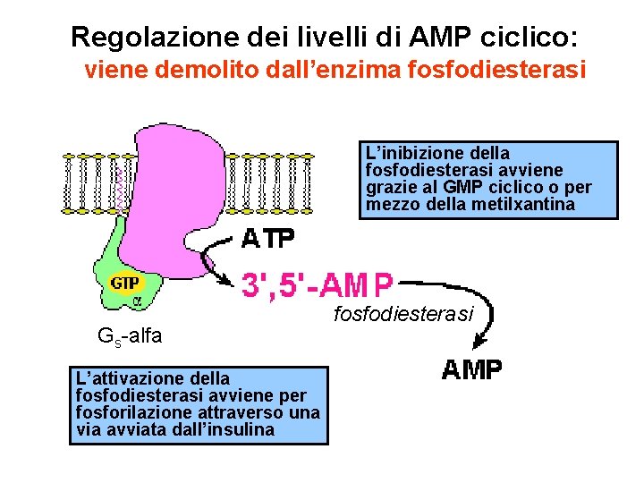 Regolazione dei livelli di AMP ciclico: viene demolito dall’enzima fosfodiesterasi L’inibizione della fosfodiesterasi avviene