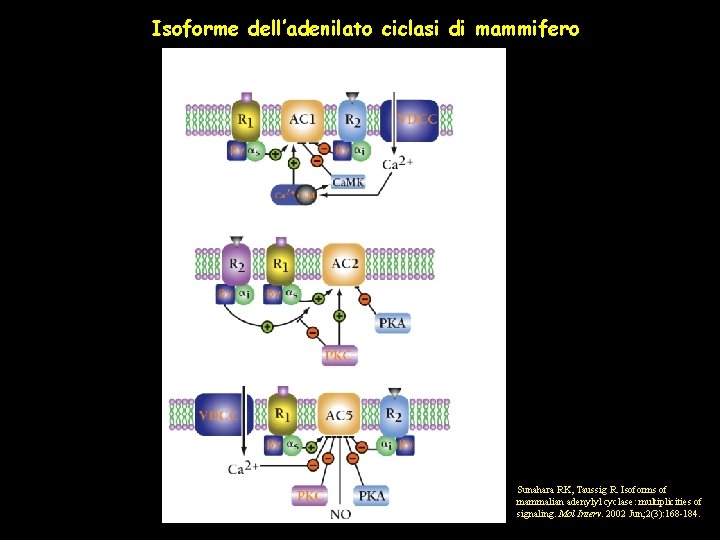 Isoforme dell’adenilato ciclasi di mammifero Sunahara RK, Taussig R. Isoforms of mammalian adenylyl cyclase: