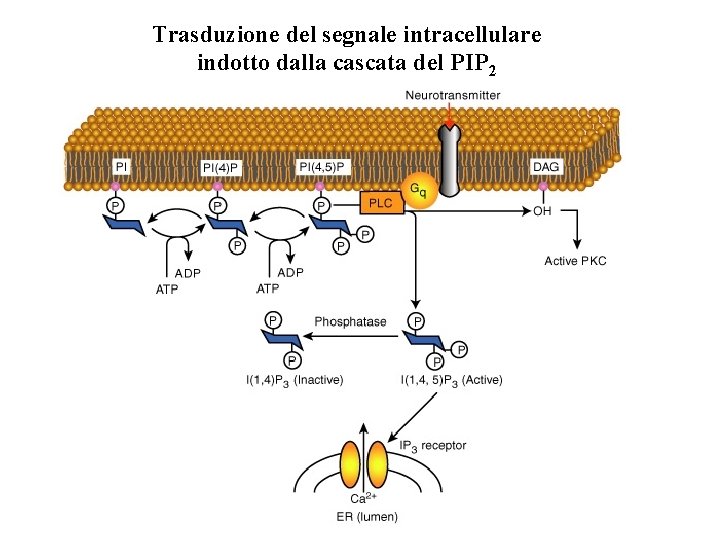 Trasduzione del segnale intracellulare indotto dalla cascata del PIP 2 