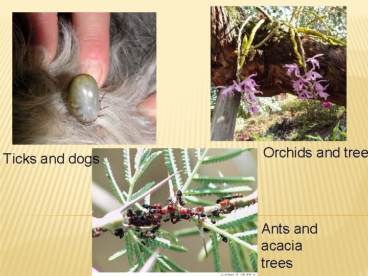 Ticks and dogs Orchids and tree Ants and acacia trees 