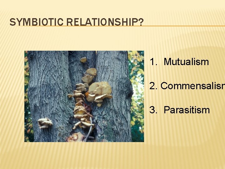 SYMBIOTIC RELATIONSHIP? 1. Mutualism 2. Commensalism 3. Parasitism 