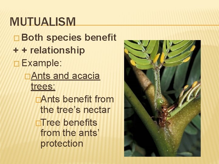 MUTUALISM � Both species benefit + + relationship � Example: �Ants and acacia trees: