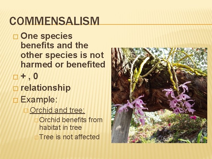 COMMENSALISM � One species benefits and the other species is not harmed or benefited