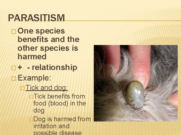 PARASITISM � One species benefits and the other species is harmed � + -