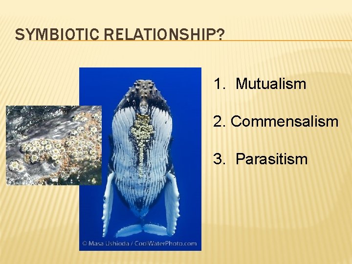 SYMBIOTIC RELATIONSHIP? 1. Mutualism 2. Commensalism 3. Parasitism 