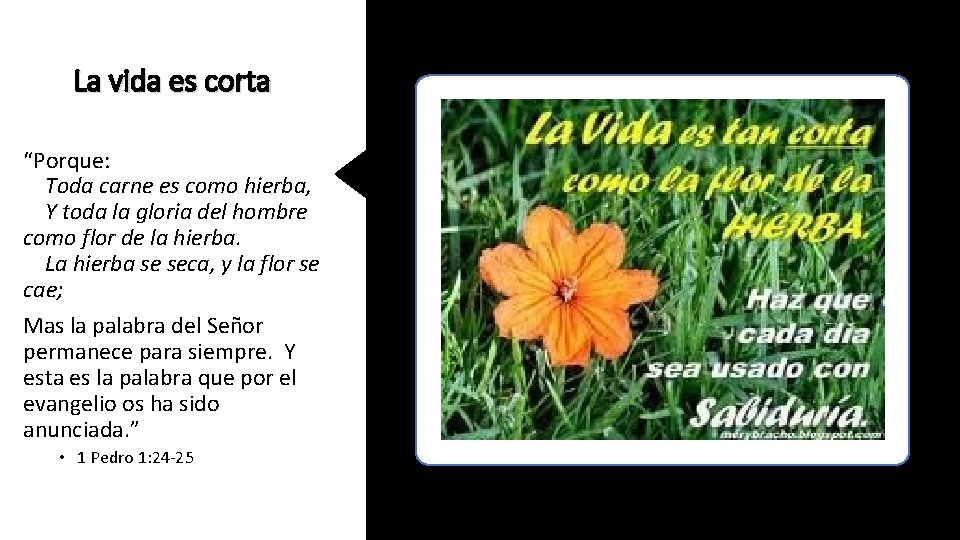 La vida es corta “Porque: Toda carne es como hierba, Y toda la gloria