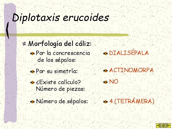 Diplotaxis erucoides Morfología del cáliz: Por la concrescencia de los sépalos: DIALISÉPALA Por su