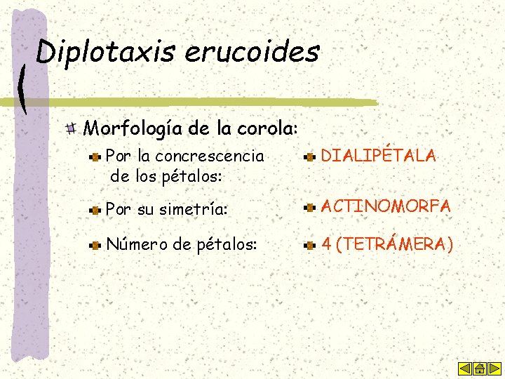 Diplotaxis erucoides Morfología de la corola: Por la concrescencia de los pétalos: DIALIPÉTALA Por