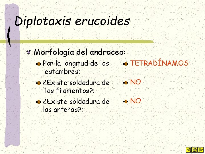 Diplotaxis erucoides Morfología del androceo: Por la longitud de los estambres: TETRADÍNAMOS ¿Existe soldadura