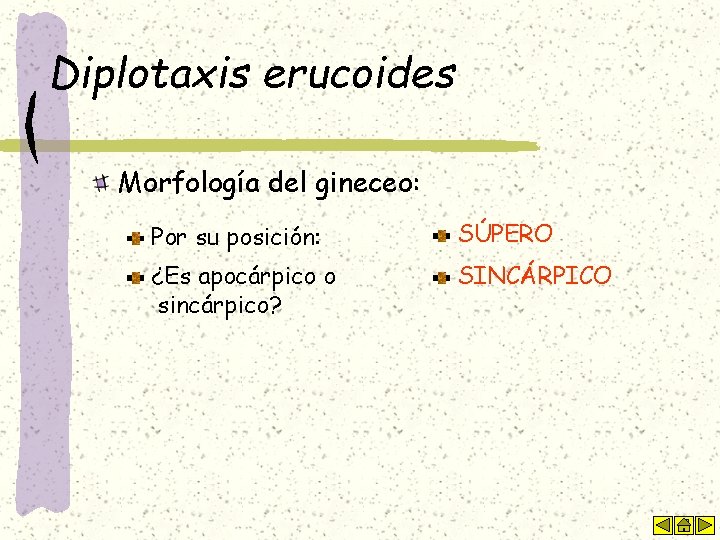 Diplotaxis erucoides Morfología del gineceo: Por su posición: SÚPERO ¿Es apocárpico o sincárpico? SINCÁRPICO