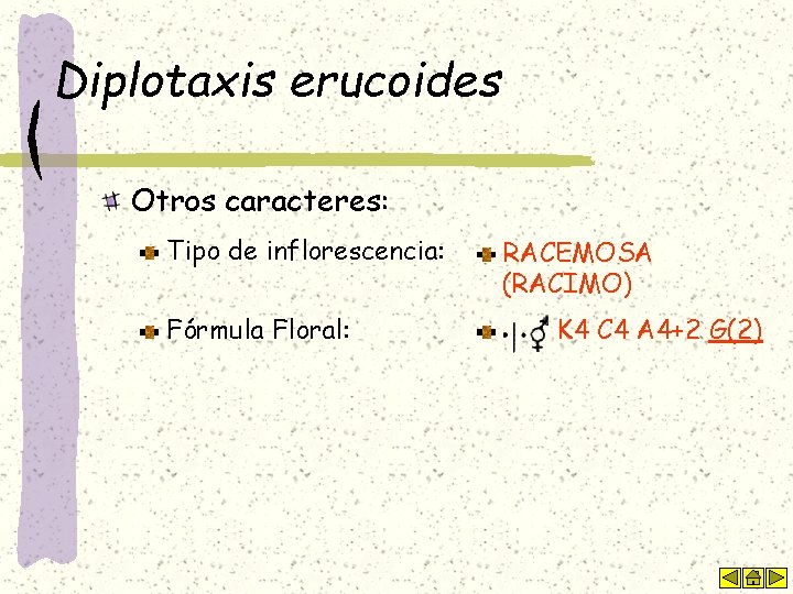 Diplotaxis erucoides Otros caracteres: Tipo de inflorescencia: Fórmula Floral: RACEMOSA (RACIMO) K 4 C