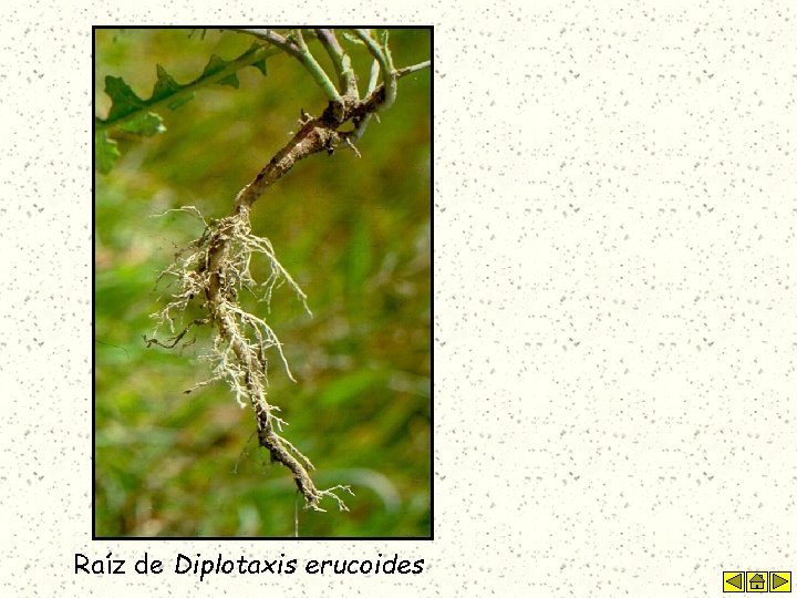 Raíz de Diplotaxis erucoides 