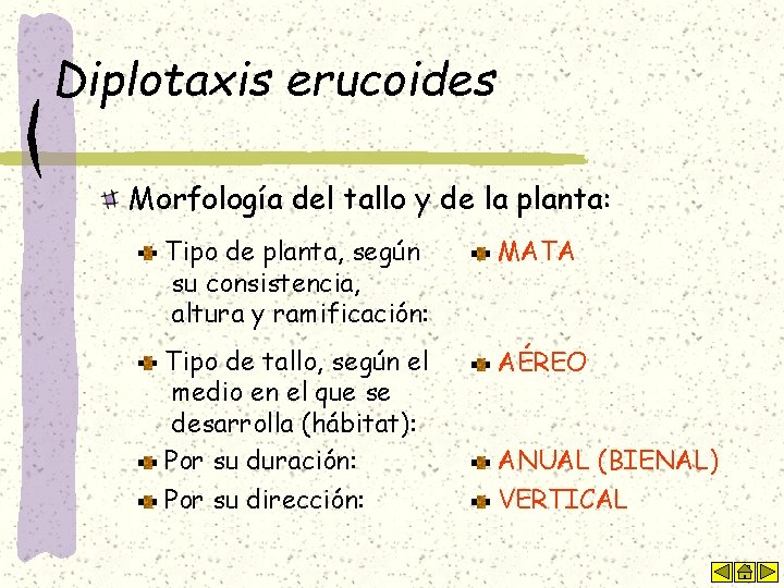 Diplotaxis erucoides Morfología del tallo y de la planta: Tipo de planta, según su