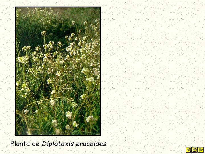 Planta de Diplotaxis erucoides 