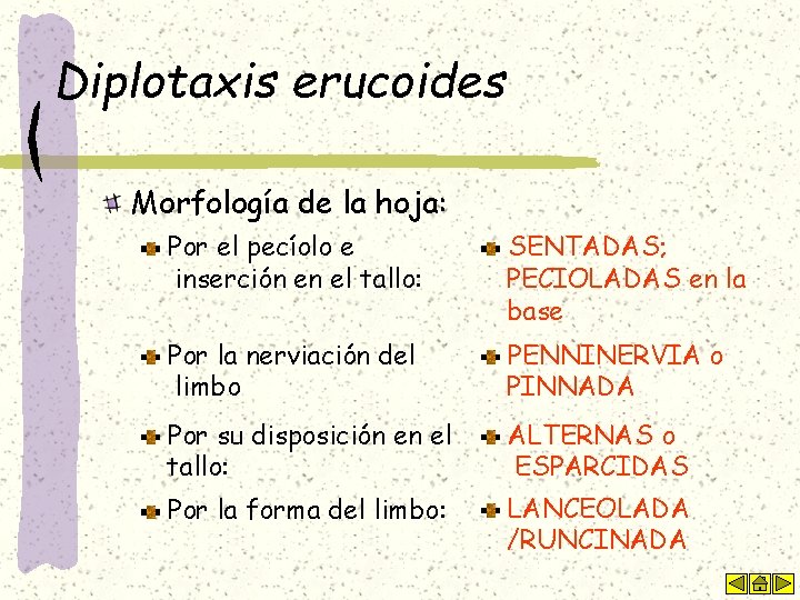 Diplotaxis erucoides Morfología de la hoja: Por el pecíolo e inserción en el tallo: