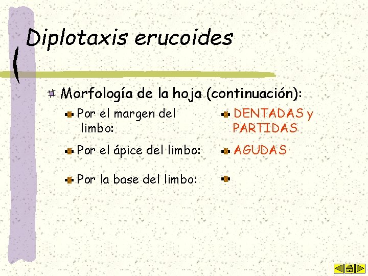 Diplotaxis erucoides Morfología de la hoja (continuación): Por el margen del limbo: DENTADAS y