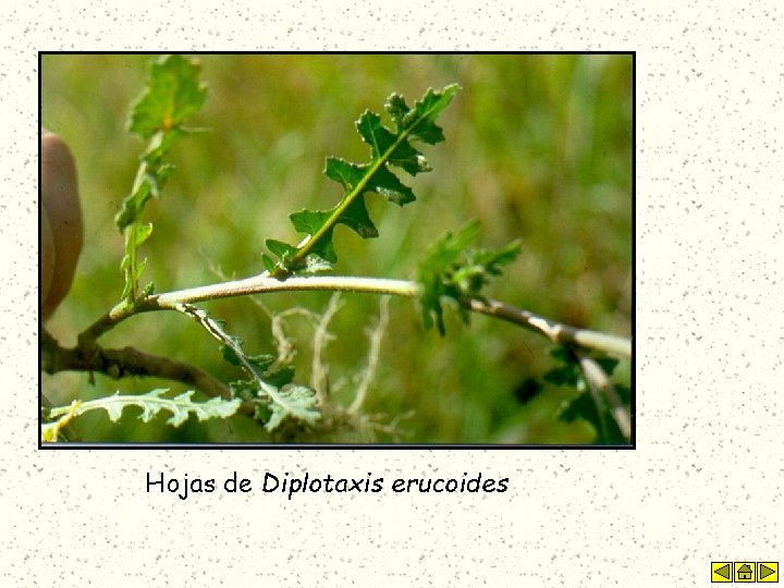 Hojas de Diplotaxis erucoides 