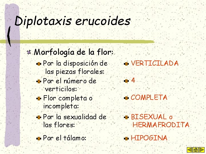 Diplotaxis erucoides Morfología de la flor: Por la disposición de las piezas florales: Por