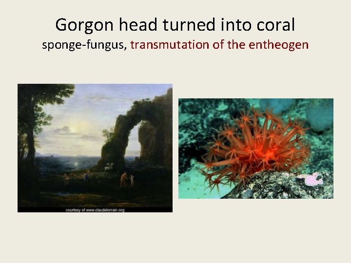 Gorgon head turned into coral sponge-fungus, transmutation of the entheogen 