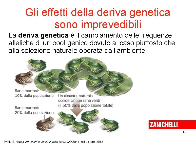 Gli effetti della deriva genetica sono imprevedibili La deriva genetica è il cambiamento delle