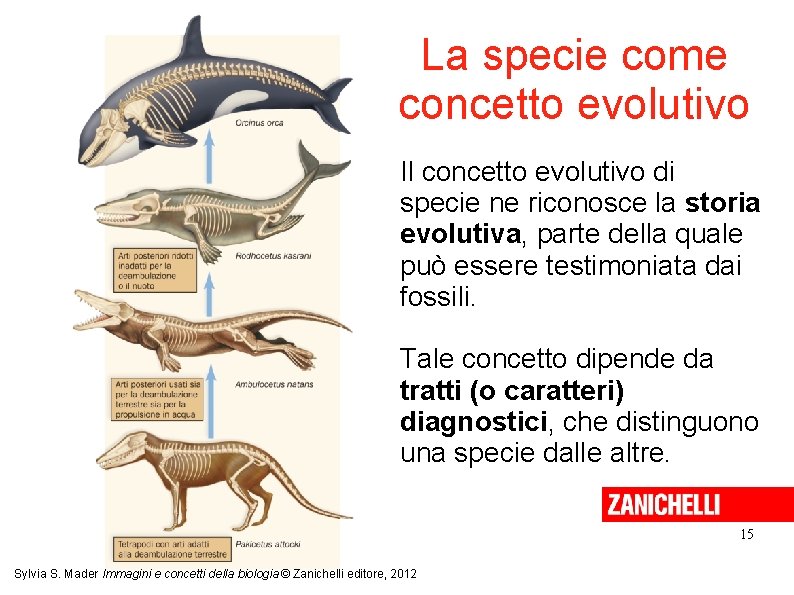 La specie come concetto evolutivo Il concetto evolutivo di specie ne riconosce la storia