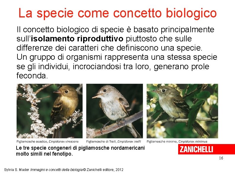 La specie come concetto biologico Il concetto biologico di specie è basato principalmente sull’isolamento