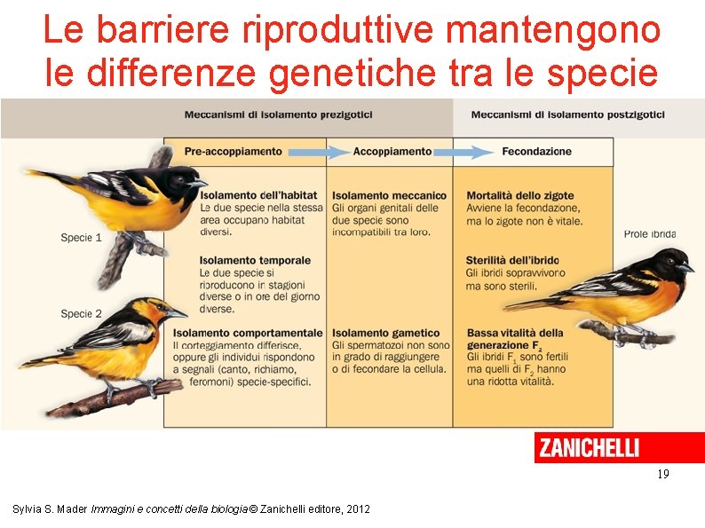 Le barriere riproduttive mantengono le differenze genetiche tra le specie 19 Sylvia S. Mader