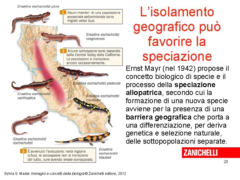 L’isolamento geografico può favorire la speciazione Ernst Mayr (nel 1942) propose il concetto biologico