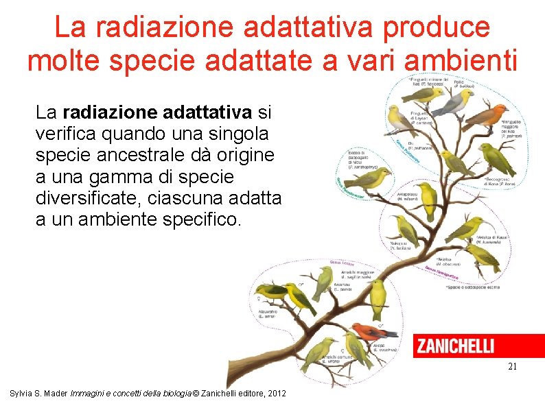 La radiazione adattativa produce molte specie adattate a vari ambienti La radiazione adattativa si