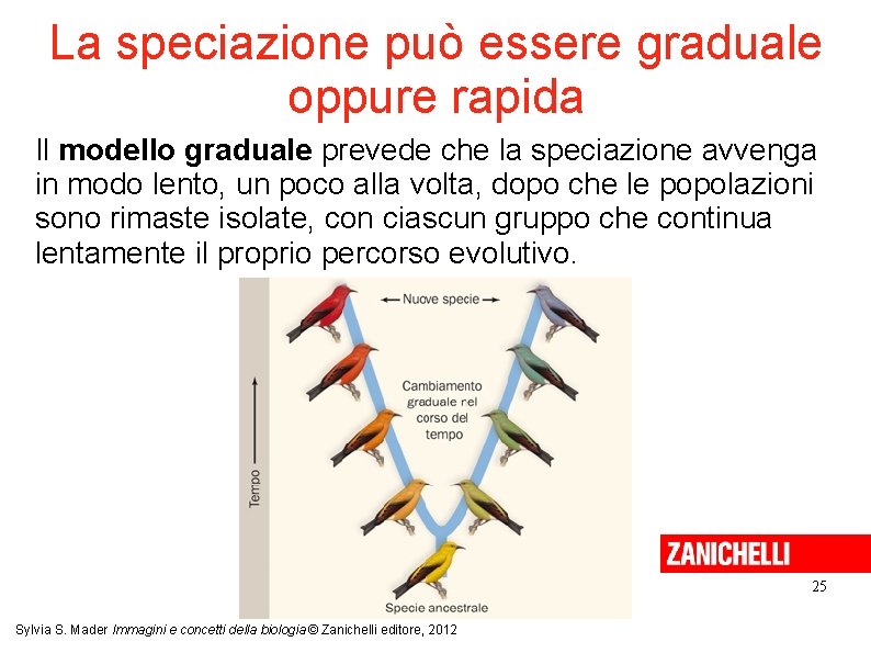 La speciazione può essere graduale oppure rapida Il modello graduale prevede che la speciazione