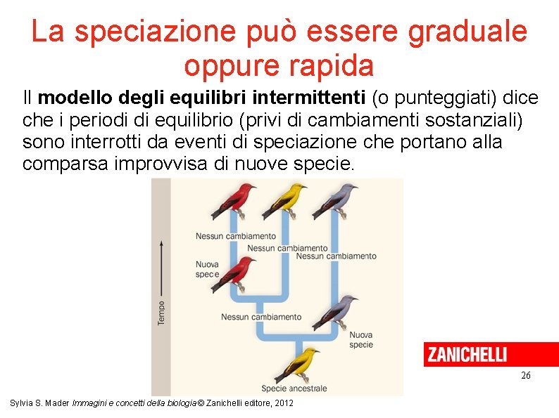 La speciazione può essere graduale oppure rapida Il modello degli equilibri intermittenti (o punteggiati)