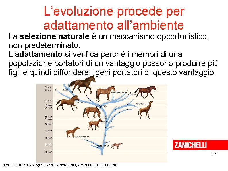 L’evoluzione procede per adattamento all’ambiente La selezione naturale è un meccanismo opportunistico, non predeterminato.