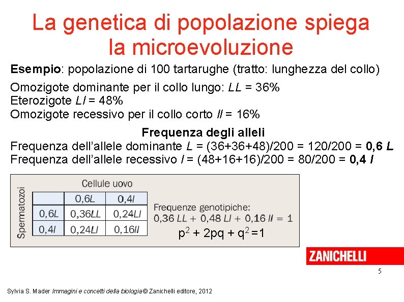 La genetica di popolazione spiega la microevoluzione Esempio: popolazione di 100 tartarughe (tratto: lunghezza