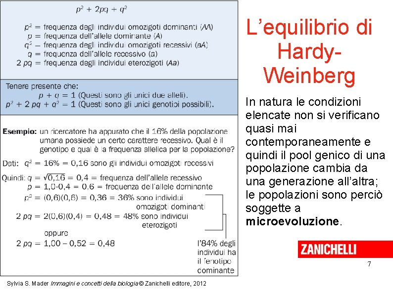 L’equilibrio di Hardy. Weinberg In natura le condizioni elencate non si verificano quasi mai