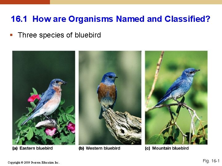 16. 1 How are Organisms Named and Classified? § Three species of bluebird Copyright 16. 1 How are Organisms Named and Classified? § Three species of bluebird Copyright