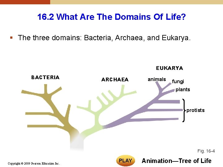 16. 2 What Are The Domains Of Life? § The three domains: Bacteria, Archaea, 16. 2 What Are The Domains Of Life? § The three domains: Bacteria, Archaea,