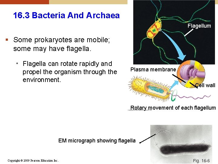 16. 3 Bacteria And Archaea Flagellum § Some prokaryotes are mobile; some may have 16. 3 Bacteria And Archaea Flagellum § Some prokaryotes are mobile; some may have
