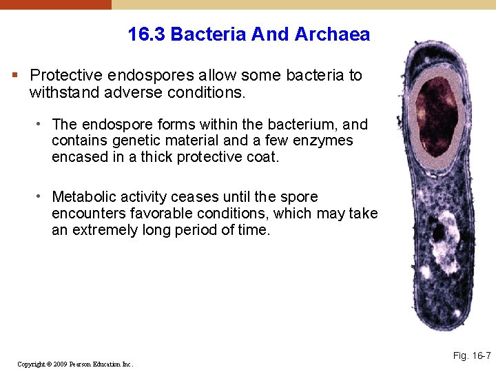 16. 3 Bacteria And Archaea § Protective endospores allow some bacteria to withstand adverse 16. 3 Bacteria And Archaea § Protective endospores allow some bacteria to withstand adverse
